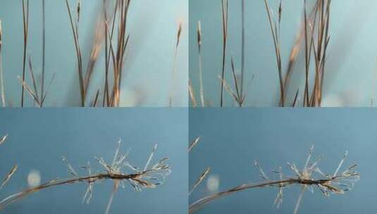冬季枯黄的干草特写视频高清在线视频素材下载