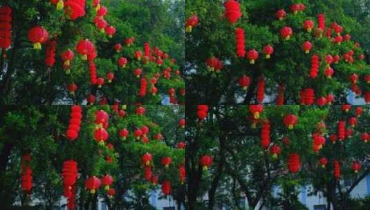 过年春节挂在树上的灯笼高清在线视频素材下载