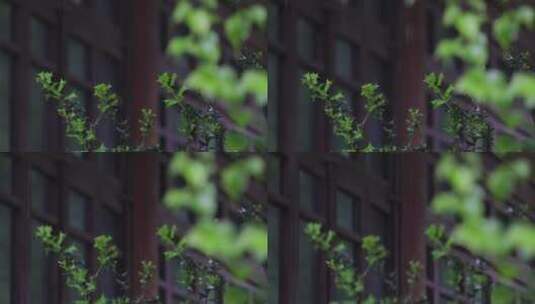 春天雨季森林树枝树叶高清在线视频素材下载