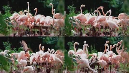 火烈鸟 鸟类 粉色的高清在线视频素材下载