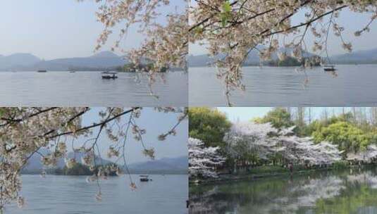 杭州西湖春天樱花唯美空镜合集高清在线视频素材下载