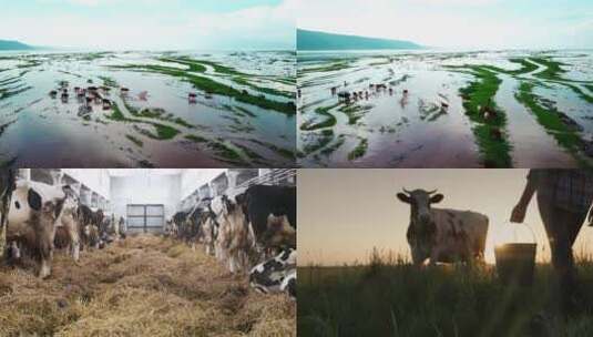 4k牧场草原牛奶高清在线视频素材下载