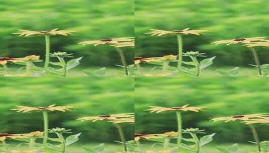4k竖屏实拍草地野花金光菊高清在线视频素材下载