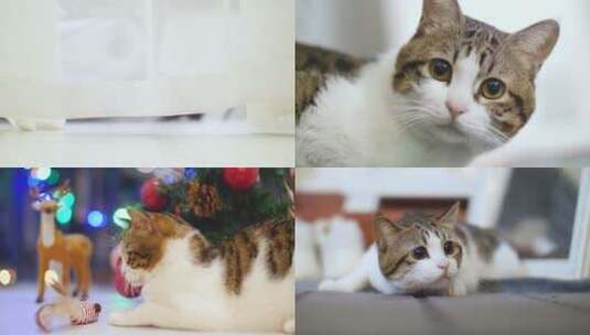 可爱猫咪玩耍合集4k视频素材高清在线视频素材下载