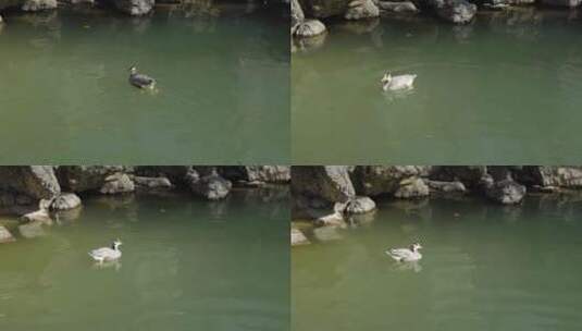 春天水中游动的鸭子斑头雁高清在线视频素材下载