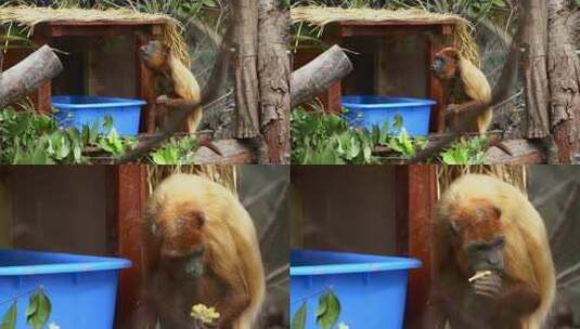 南美洲野生动物红吼猴4K高清在线视频素材下载