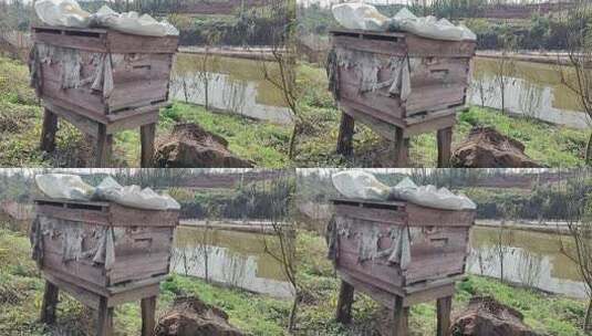 蜜蜂在农家的蜂箱里制造蜂蜜高清在线视频素材下载