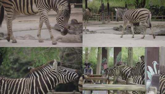 斑马 非洲斑马高清在线视频素材下载