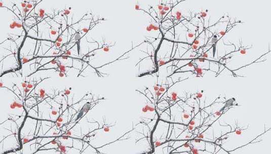 雪中柿子树上的灰喜鹊正在翩翩起舞高清在线视频素材下载