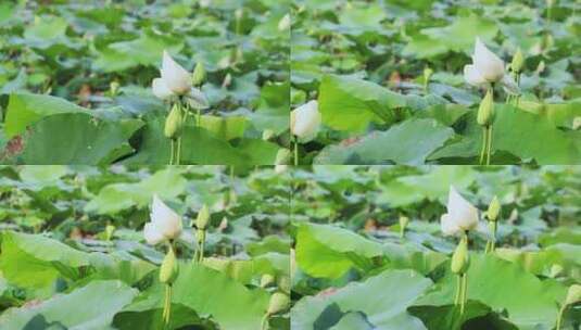 白色荷花 荷塘 风中荷叶 白莲花高清在线视频素材下载