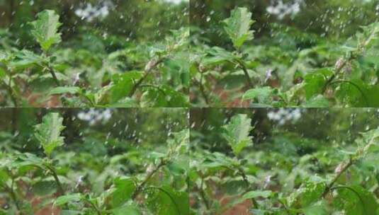 雨水落在植物上，用索尼a7s慢动作延时拍摄高清在线视频素材下载