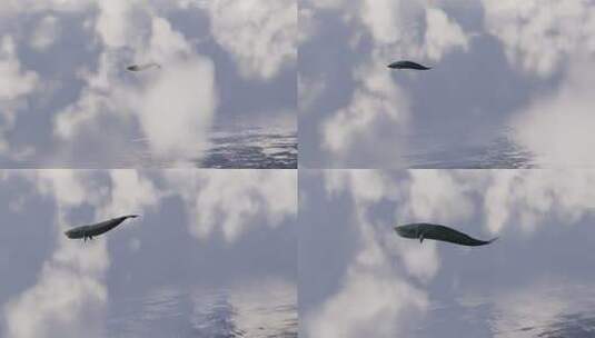鲸鱼 大海 海洋 想象力 概念 天空 鲸高清在线视频素材下载