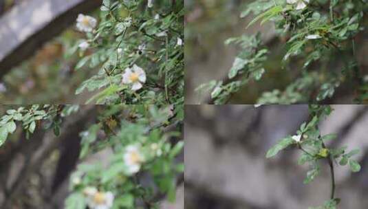 雨后的植物高清在线视频素材下载