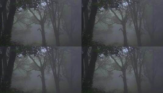 雨后幽暗森林迷雾森林高清在线视频素材下载