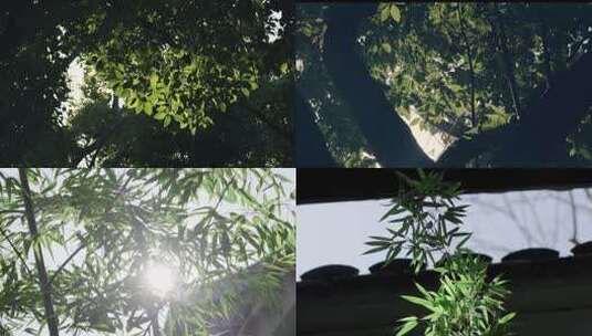 树叶竹子逆光绿色安静4K素材高清在线视频素材下载