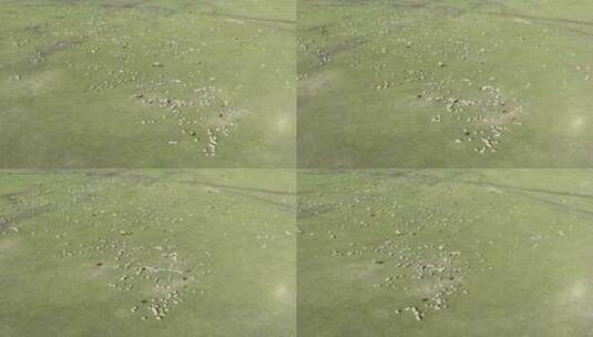 航拍草原牧场羊群高清在线视频素材下载