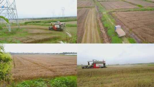 麦子成熟 麦穗收割高清在线视频素材下载