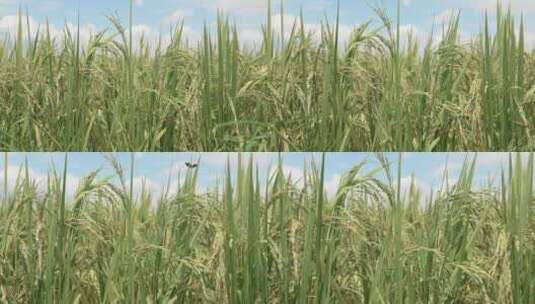 生长茂盛的农田植物水稻高清在线视频素材下载
