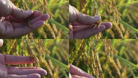 金色的水稻阳光照耀农业宣传素材高清在线视频素材下载