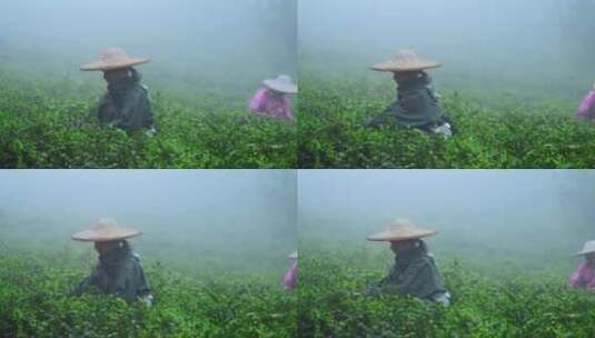 茶农采茶春茶白茶绿茶茶叶毛尖手工茶采茶高清在线视频素材下载