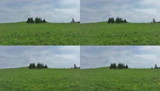 绿色牧场山花盛开的草甸高清在线视频素材下载