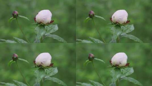 野生药用植物：芍药花高清在线视频素材下载