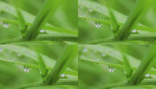 叶子上的露珠水珠雨珠特写高清在线视频素材下载