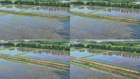 4K120p白鹭湿地乡村农田生态保护高清在线视频素材下载