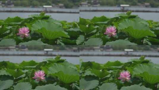 济南大明湖夏季荷花盛开风光高清在线视频素材下载