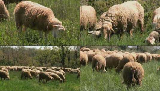 羊群 吃草 绵羊 放牧 畜牧业 养殖业 镜头高清在线视频素材下载