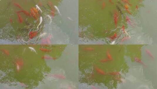 池塘金鱼鲤鱼观赏鱼实拍高清在线视频素材下载