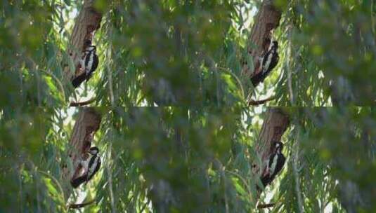 树上的啄木鸟高清在线视频素材下载