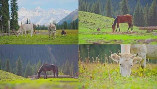 夏塔雪山牛马吃草森林野生动物生态新疆伊犁高清在线视频素材下载