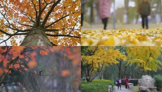 立秋公园枫叶落叶花高清在线视频素材下载
