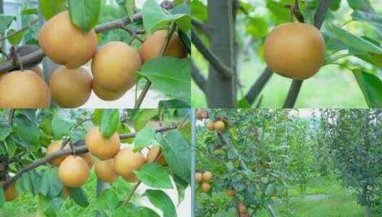 秋月梨种植基地高清在线视频素材下载