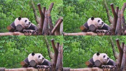 四川成都大熊猫繁殖基地里可爱的国宝大熊猫高清在线视频素材下载