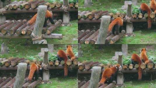 小熊猫日常活动高清在线视频素材下载