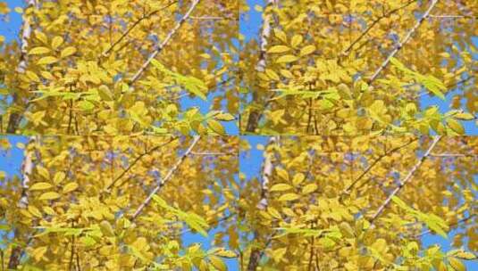 秋天阳光下照射下的黄叶随风飘动高清在线视频素材下载