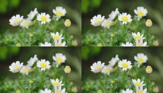 春天 细雨 小菊花 11高清在线视频素材下载