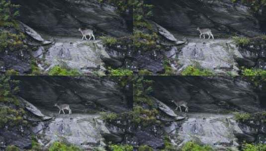 岩羊越过大山山川岩石高清在线视频素材下载