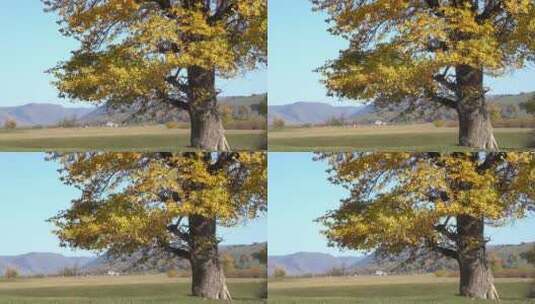 秋天草原上的树高清在线视频素材下载