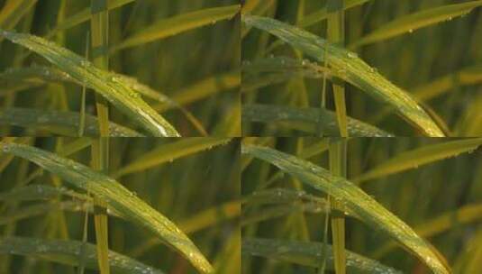 雨水滋润灌溉浇水稻粮食植物高清在线视频素材下载