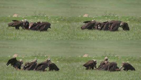 青藏高原秃鹫老鹰高清在线视频素材下载