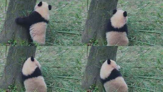 大熊猫幼崽宝宝高清在线视频素材下载