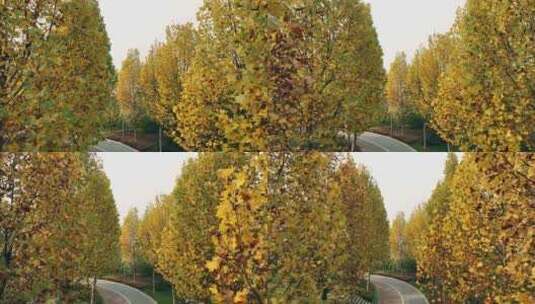 重庆秋天落叶实拍高清在线视频素材下载