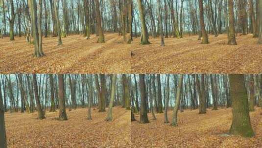 秋天落叶高清在线视频素材下载