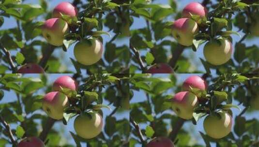 果树苹果 果园 未成熟高清在线视频素材下载
