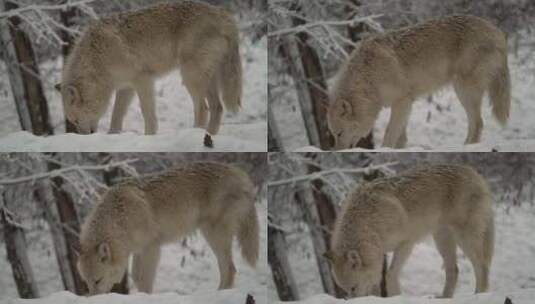 雪地上的狼特写镜头高清在线视频素材下载