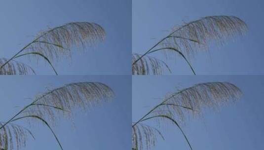 芦苇 草本植物 芦苇属 江河湖泽高清在线视频素材下载