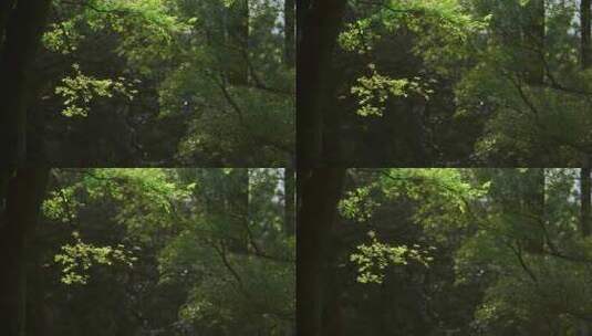 公园树木绿色森林高清在线视频素材下载
